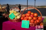 图为韩集镇袁家坪村蔬菜种植基地展示的蔬菜。　杜萍 摄 - 甘肃新闻