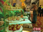图为此次活动中以马铃薯为原材料烹饪制作的马铃薯系列佳肴展示。　张婧 摄 - 甘肃新闻