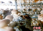 图为天祝藏族自治县移民农户在自家大棚管理出菇。　高展 摄 - 甘肃新闻