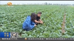 “小土豆”升级“菜小二”（上） - 甘肃省广播电影电视