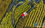 【“飞阅”中国】甘肃张掖黑芒稻喜获丰收 金黄大地美如画 - 中国甘肃网