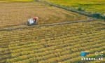 【“飞阅”中国】甘肃张掖黑芒稻喜获丰收 金黄大地美如画 - 中国甘肃网