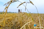 【“飞阅”中国】甘肃张掖黑芒稻喜获丰收 金黄大地美如画 - 中国甘肃网