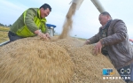 【“飞阅”中国】甘肃张掖黑芒稻喜获丰收 金黄大地美如画 - 中国甘肃网