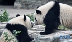 （社会）（1）双胞胎大熊猫“萌宝”和“萌玉”落户北京动物园 - 人民网