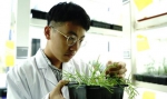 上海多地发现国家二级重点保护野生植物粗梗水蕨 - 中国甘肃网