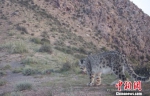 图为采集到的雪豹影像。　王亮 供图 - 甘肃新闻