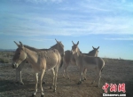图为红外相机采集到的蒙古野驴影像资料。　王亮 供图 - 甘肃新闻