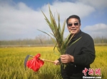 10月16日，兰州新区火家湾村首批试种的13亩“砂田水稻”历经130余天的生长，金秋迎来开镰。　魏建军　摄 - 甘肃新闻
