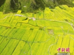 图为甘肃张掖市民乐县，祁连山下的油菜花海一望无际。(资料图) 杨艳敏 摄 - 甘肃新闻