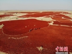 图为甘肃高台县合黎镇800亩辣椒晒场如“红色海洋”。(资料图) 杨艳敏 摄 - 甘肃新闻
