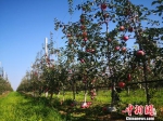甘肃“庆阳苹果”拍卖记：果农新体验 销售拓渠道 - 甘肃新闻