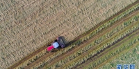 甘肃山丹马场：21万亩“铃铛麦”收获忙 - 中国甘肃网