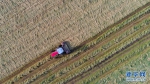 甘肃山丹马场：21万亩“铃铛麦”收获忙 - 中国甘肃网