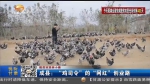 【脱贫攻坚奔小康】成县：“鸡司令”的“网红”创业路 - 甘肃省广播电影电视