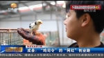 【脱贫攻坚奔小康】成县：“鸡司令”的“网红”创业路 - 甘肃省广播电影电视