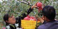 图为甘肃灵台当地果农采摘苹果。　景广学 摄 - 甘肃新闻