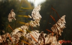 金秋|兰州湿地：黄河之滨水潋滟 芦花飞絮雁栖息(高清组图) - 中国甘肃网