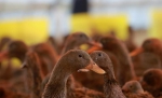 蛋鸭养殖助脱贫 - 中国甘肃网