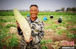 图为甘肃民勤县昌宁镇农户种植特色蔬菜品种增收。　马爱彬 摄 - 甘肃新闻