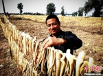 图为甘肃民勤县昌宁镇农户种植特色蔬菜品种增收。　马爱彬 摄 - 甘肃新闻