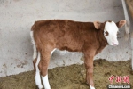 图为今年产的小牛犊。　魏金龙 摄 - 甘肃新闻