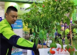 甘肃推进农业绿色发展：化肥减量用 农药零增长 - 中国甘肃网