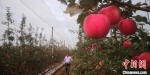 图为甘肃平凉多地推广种植的矮化密植苹果。(资料图) 魏建军 摄 - 甘肃新闻