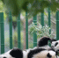 （图文互动）（1）2019大熊猫最新数据发布：全球圈养大熊猫数量达600只 - 人民网