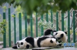 （图文互动）（1）2019大熊猫最新数据发布：全球圈养大熊猫数量达600只 - 人民网