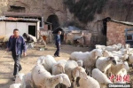 甘肃农民闲置窑洞养牛羊走上致富路:买新房定居市区 - 甘肃新闻