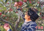 环县小苹果撬动大产业 果农“线上线下”齐销售 - 甘肃新闻