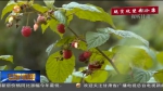 【脱贫攻坚奔小康】海拔1800以上的“莓”好助贫模式 - 甘肃省广播电影电视