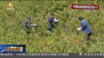 【脱贫攻坚奔小康】海拔1800以上的“莓”好助贫模式 - 甘肃省广播电影电视