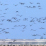 （生态）（2）大批候鸟飞抵鄱阳湖越冬 - 人民网