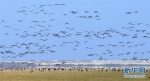 （生态）（2）大批候鸟飞抵鄱阳湖越冬 - 人民网