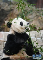 旅美大熊猫“贝贝”启程回国 - 中国甘肃网