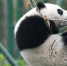 全球圈养大熊猫数量达600只 - 中国甘肃网