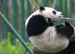 全球圈养大熊猫数量达600只 - 中国甘肃网