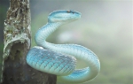 漂亮诡异 蓝色响尾蛇现身丛林 - 中国甘肃网