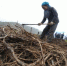 图为农民采挖中药材。(资料图) 闫姣 摄 - 甘肃新闻