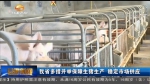 甘肃省多措并举保障生猪生产 稳定市场供应 - 甘肃省广播电影电视