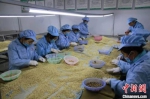 图为当地留守妇女在加工厂上班，负责分拣松子。　剡文斌 摄 - 甘肃新闻