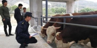 图为甘肃省静宁县平凉红牛养殖基地。兰州海关供图 - 甘肃新闻