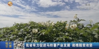 甘肃省有力促进马铃薯产业发展 助推脱贫攻坚 - 甘肃省广播电影电视