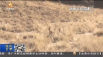肃南祁丰自然保护区发现狍鹿 - 甘肃省广播电影电视