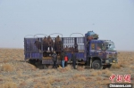 西湖保护区放归攻击性野骆驼　配GPS项圈适时监测 - 甘肃新闻
