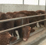 ​“平凉红牛”首次通过当地检疫实现出口 - 甘肃省广播电影电视