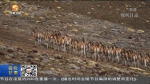 郎文瑞：和雪鸡岩羊为伴  做祁连山生态环境的捍卫者和记录者 - 甘肃省广播电影电视