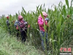 图为工作人员在玉米田释放赤眼蜂。(资料图) 周昭旭 摄 - 甘肃新闻